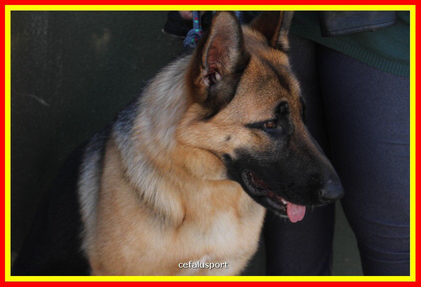180311 mostra_canina 018.jpg